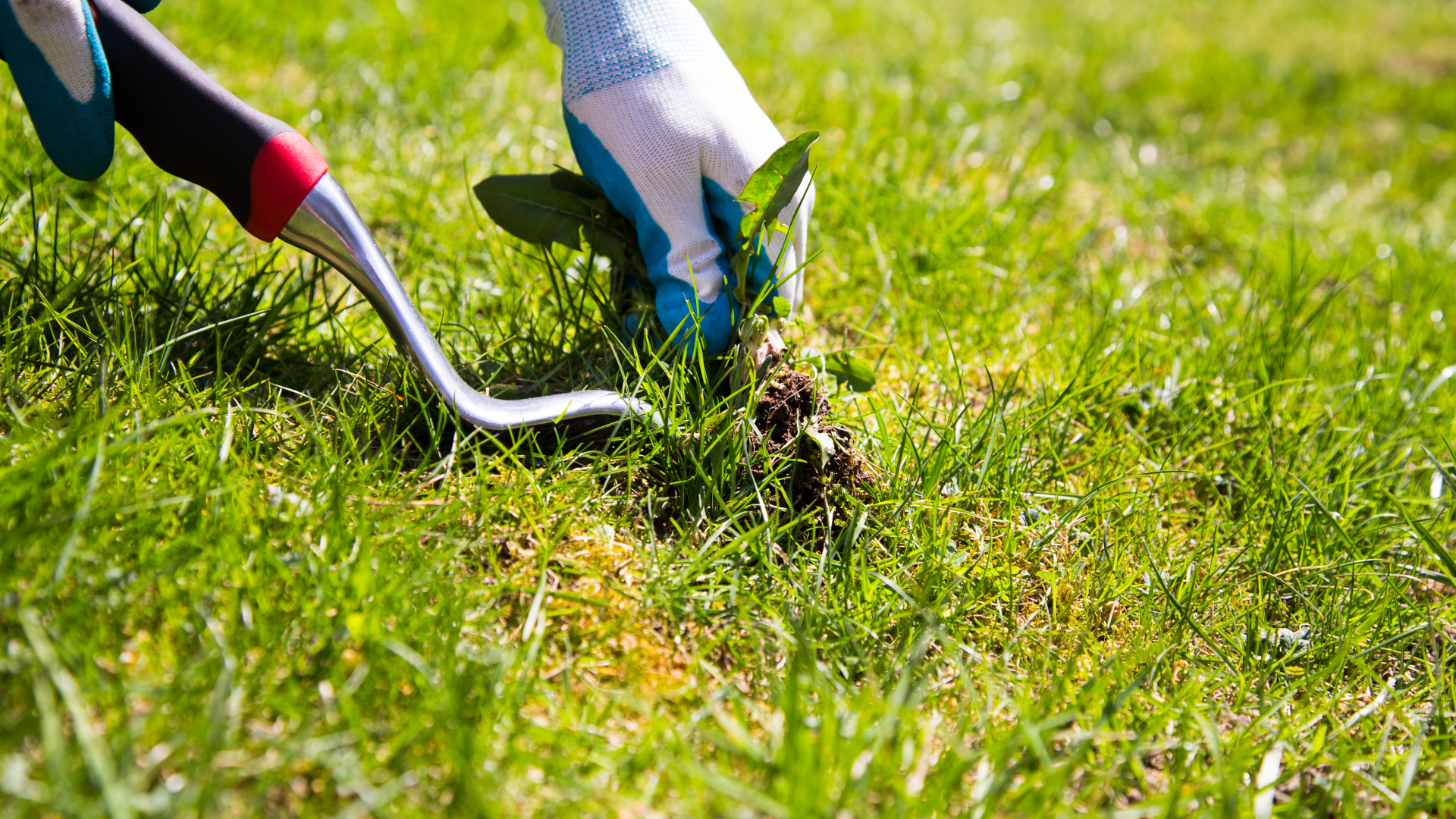 Weed control services in Elk Grove Village