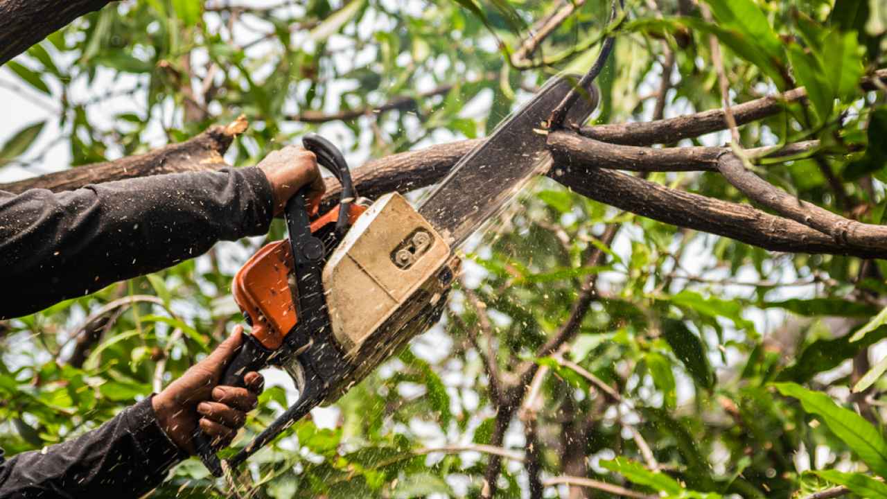 Tree trimming Elk Grove Village IL